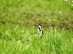 Dendrocopos syriacus