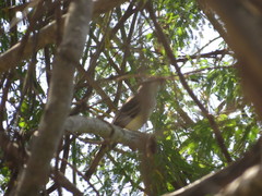 Ramphotrigon flammulatum