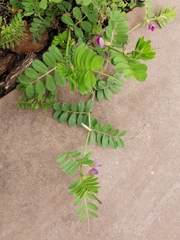 Vicia sativa