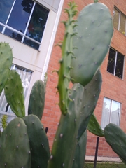 Cactaceae