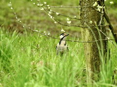 Dendrocopos syriacus