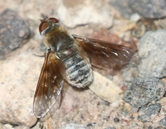 Paravilla syrtis