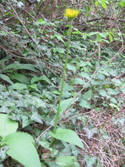 Doronicum plantagineum