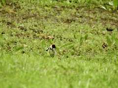 Dendrocopos syriacus