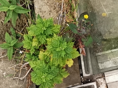 Tanacetum parthenium