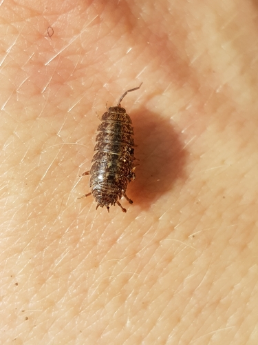 Protracheoniscus politus