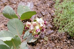 Asclepias cryptoceras davisii