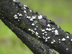 Schizophyllum commune