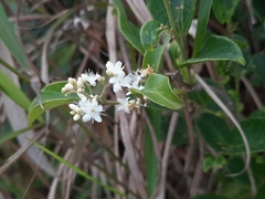 Symplocos paniculata