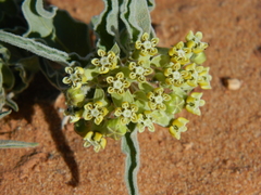 Asclepias macrosperma