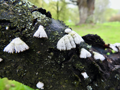 Schizophyllum commune