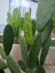 Cactaceae