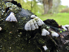 Schizophyllum commune