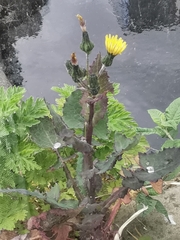 Sonchus oleraceus