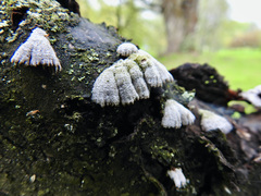 Schizophyllum commune