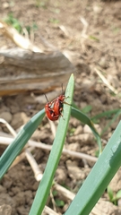 Lilioceris merdigera