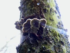 Schizophyllum commune