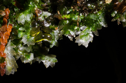 Shining Hookeria