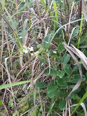 Symplocos paniculata