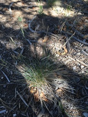 Poa fendleriana