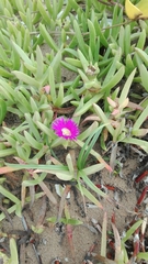 Carpobrotus dimidiatus