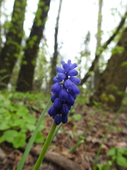 Muscari