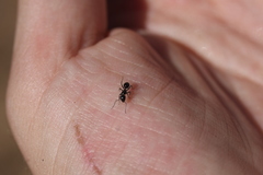 Camponotus werthi