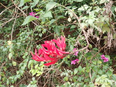 Erythrina corallodendron