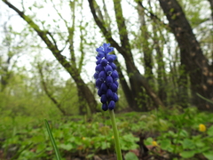 Muscari