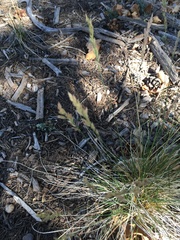 Poa fendleriana