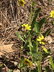 Berlandiera subacaulis