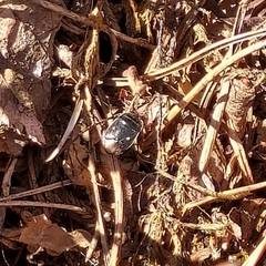 Adomerus biguttatus