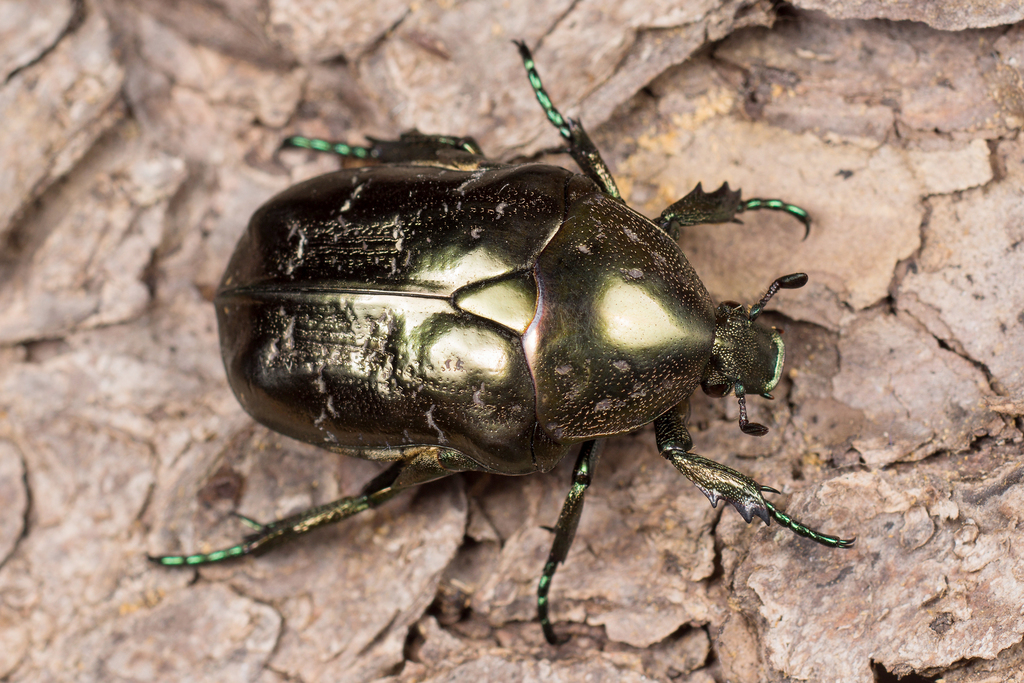 Marbled Rose-chafer