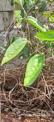 Smilax spinosa