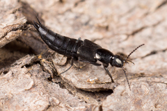 Philonthus decorus