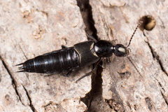 Philonthus decorus