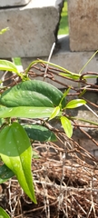 Smilax spinosa