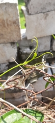 Smilax spinosa
