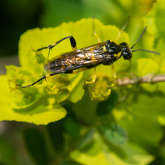 Macrophya montana