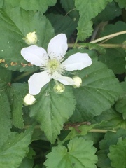 Rubus