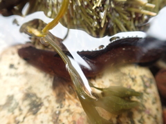 Ulvaria subbifurcata