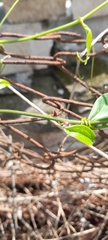 Smilax spinosa