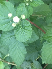 Rubus