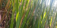 Typha capensis