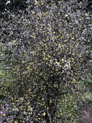 Corokia cotoneaster