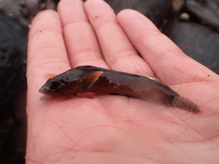 Ulvaria subbifurcata