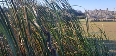 Typha capensis