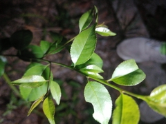 Ilex asprella
