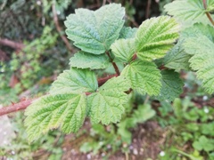 Rubus phoenicolasius