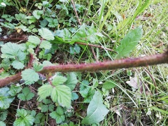 Rubus phoenicolasius